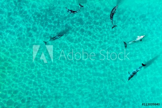 Bild på Aerial view of dophines in a tropical lagoon